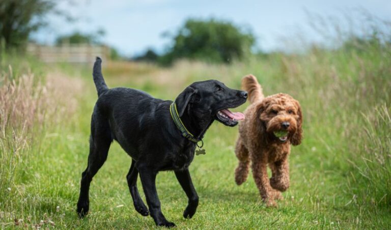 Variations Between Labrador and Golden Retriever: A Full Comparability Knowledge