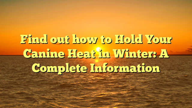 Find out how to Hold Your Canine Heat in Winter: A Complete Information